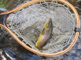 A brown trout in a wooden fishing net.