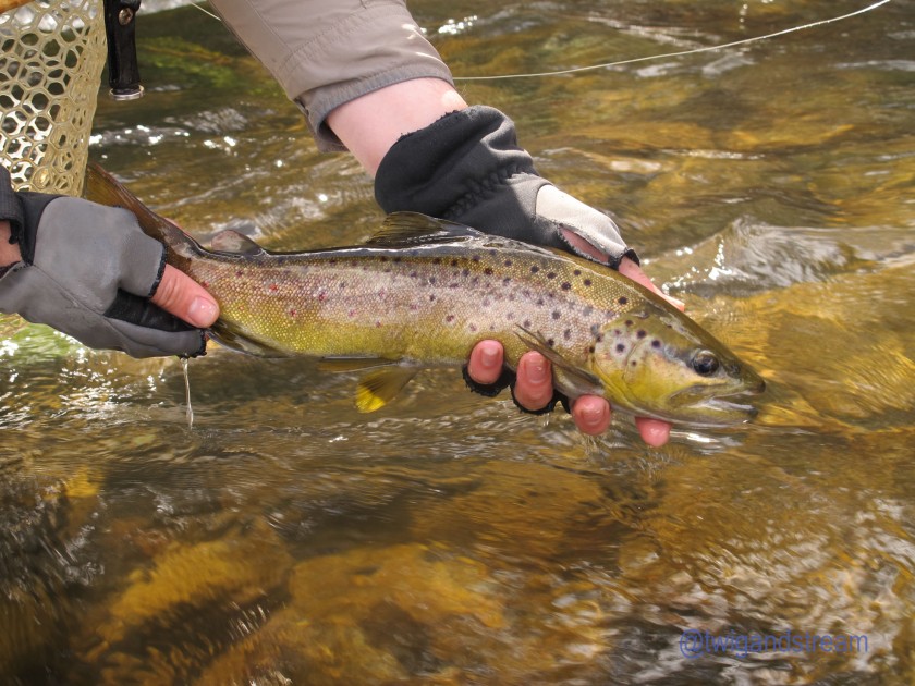 Two hands holding a brown trout