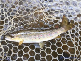 Spotted wild brown trout.