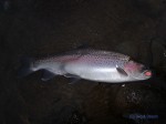 A super silver fresh rainbow trout run, sucker for an egg pattern at low light