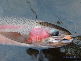 Globug and a Bright Jack Rainbow trout