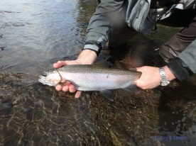 Hands holding a fine fresh run rain bow trout