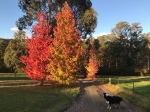 Autumn trees, country track and a farm dog