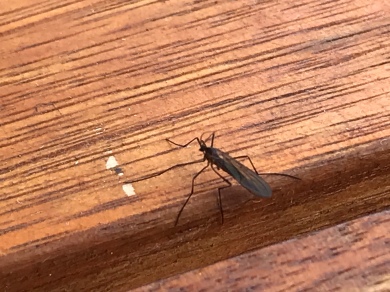 An Adult Midge Fly on a wooden table